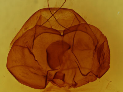 genitalia view of adult Zale confusa