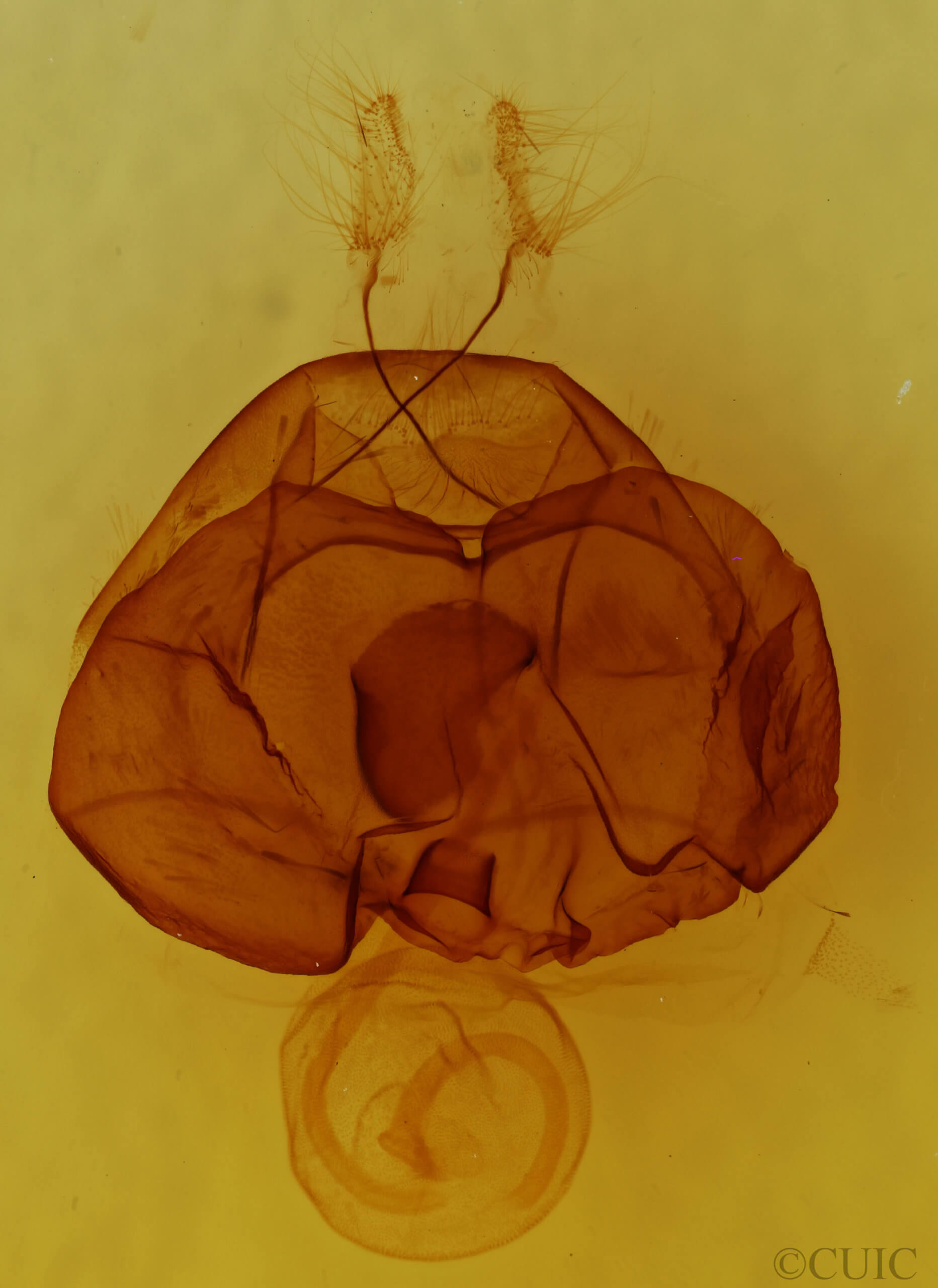 genitalia view of adult Zale confusa