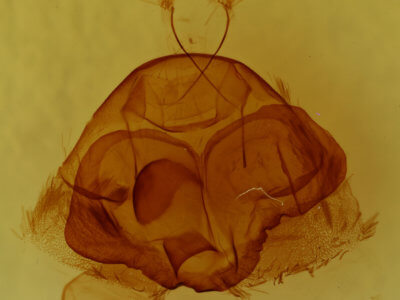 genitalia view of adult Zale curema