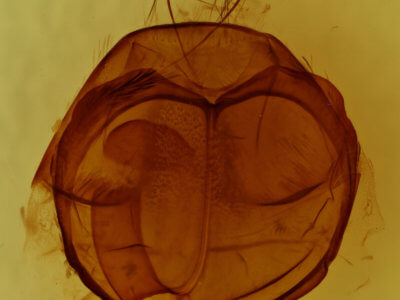 genitalia view of adult Zale helata