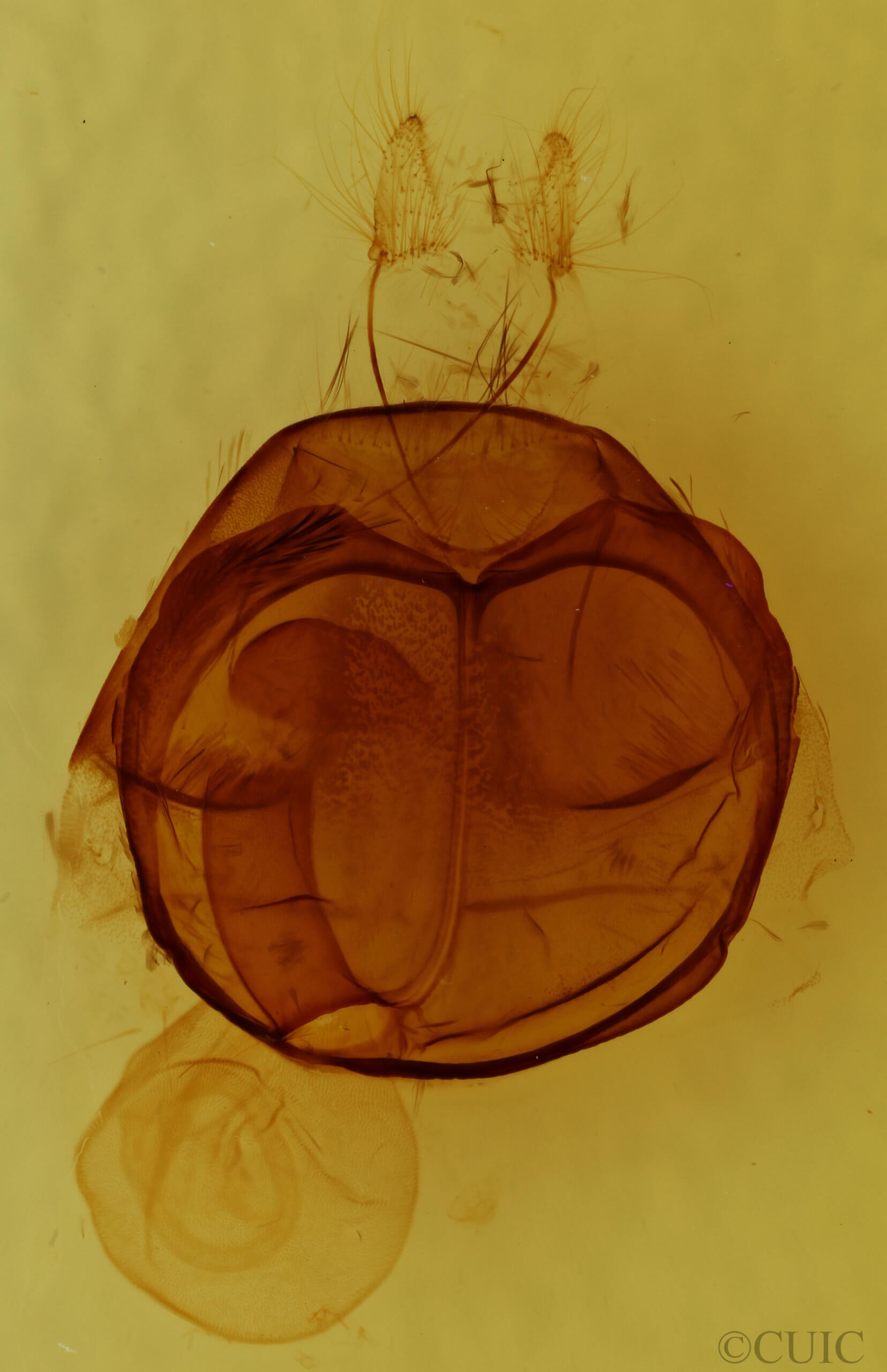 genitalia view of adult Zale helata