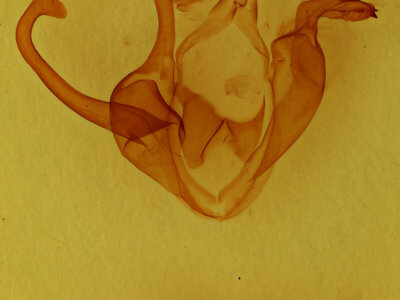 genitalia view of adult Zale lunata