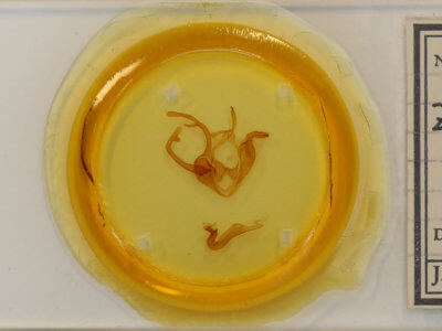 slide view of adult Zale lunata