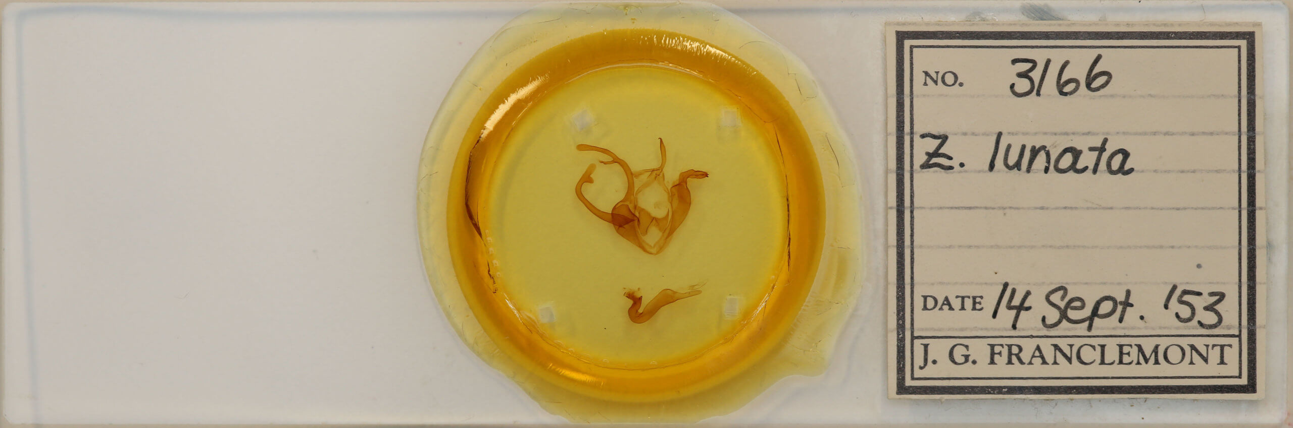 slide view of adult Zale lunata