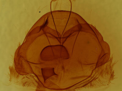genitalia view of adult Zale metatoides