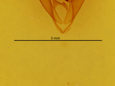 genitalia view of adult Zale n. sp. 1