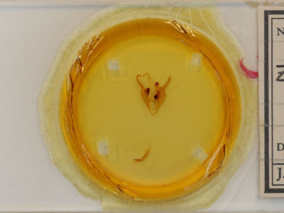 slide view of adult Zale n. sp. 1