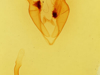 genitalia view of adult Zale n. sp. 1