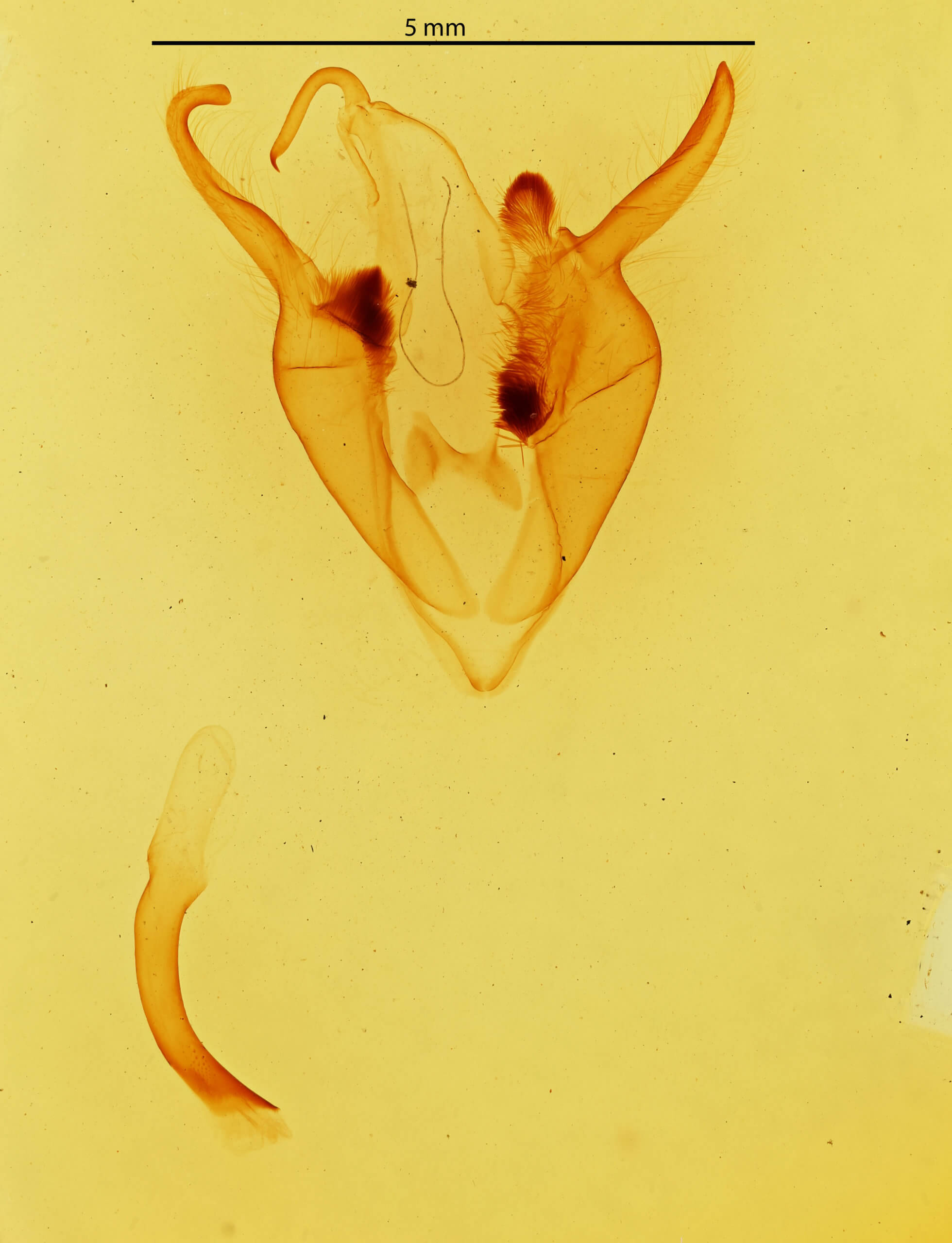 genitalia view of adult Zale n. sp. 1