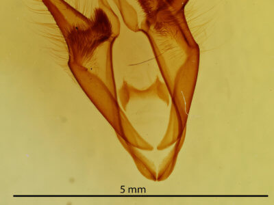 genitalia view of adult Zale squamularis