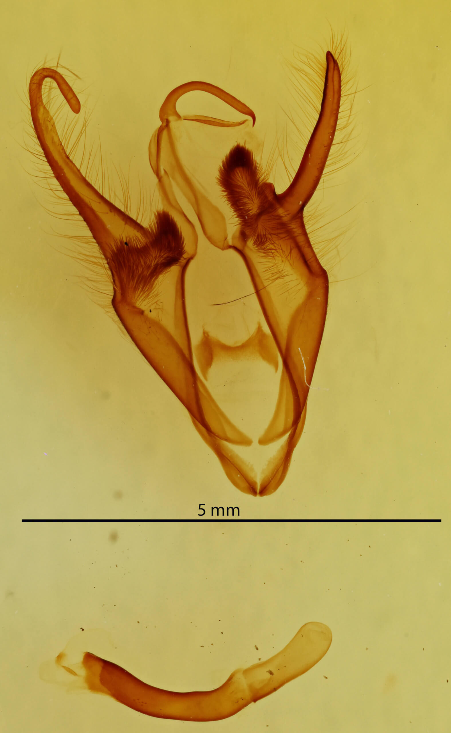 genitalia view of adult Zale squamularis