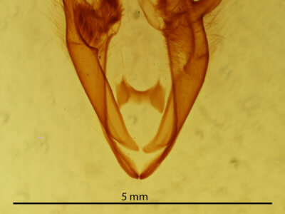 genitalia view of adult Zale squamularis