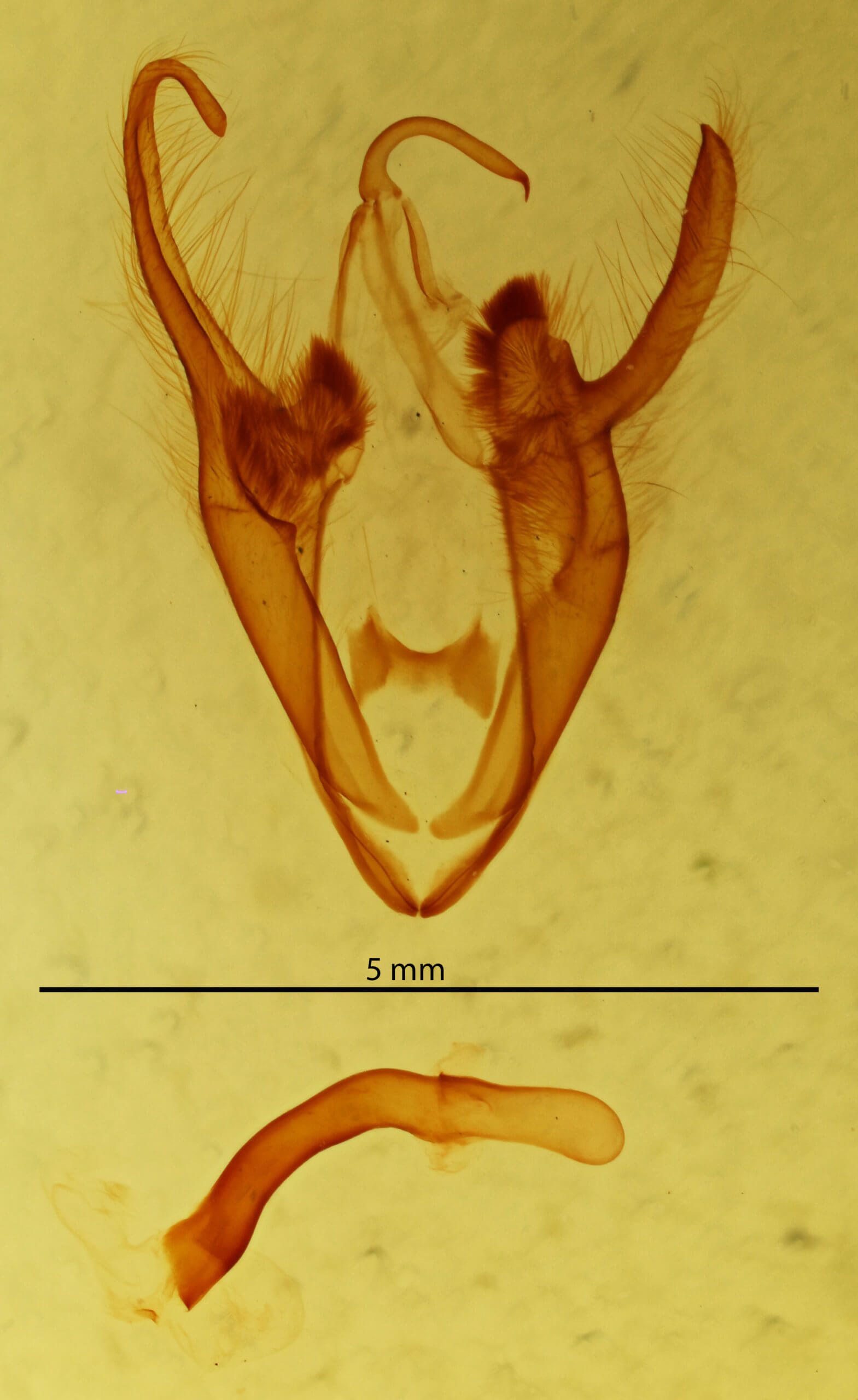 genitalia view of adult Zale squamularis