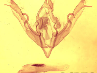 genitalia view of adult Lithophane signosa