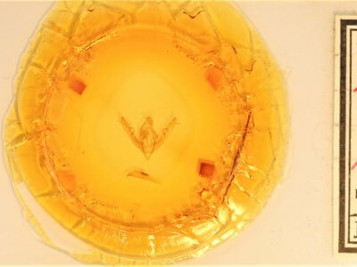 slide view of adult Lithophane signosa