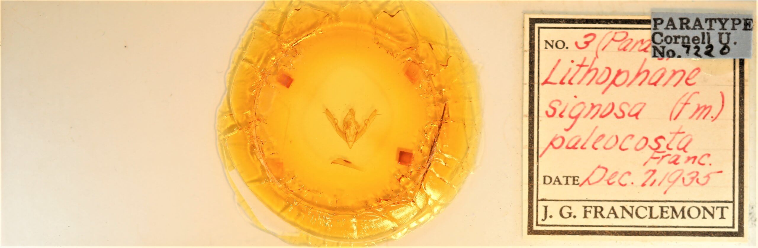 slide view of adult Lithophane signosa