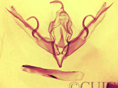 genitalia view of adult Lithophane innominata