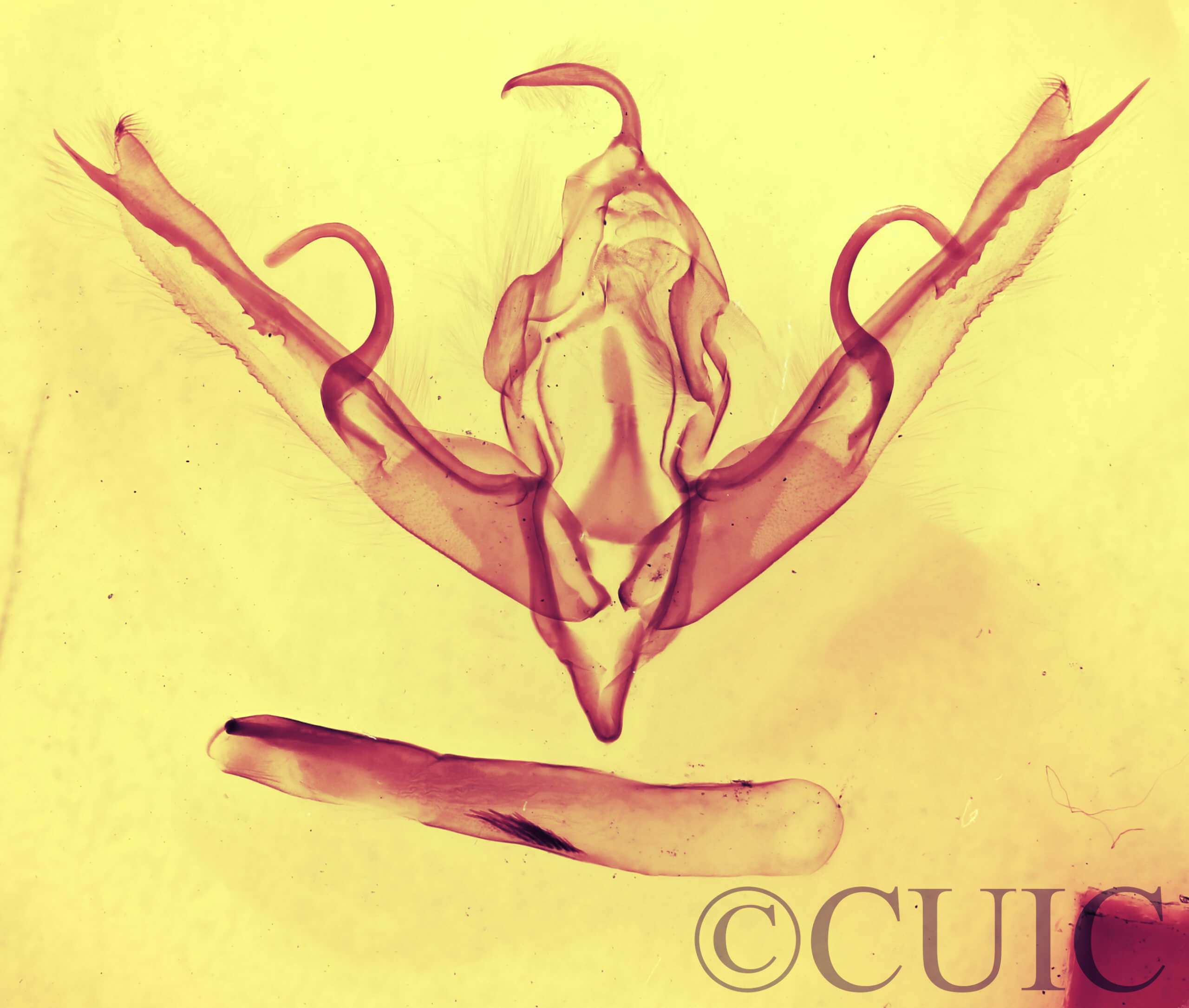 genitalia view of adult Lithophane innominata