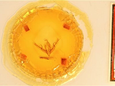 slide view of adult Lithophane innominata