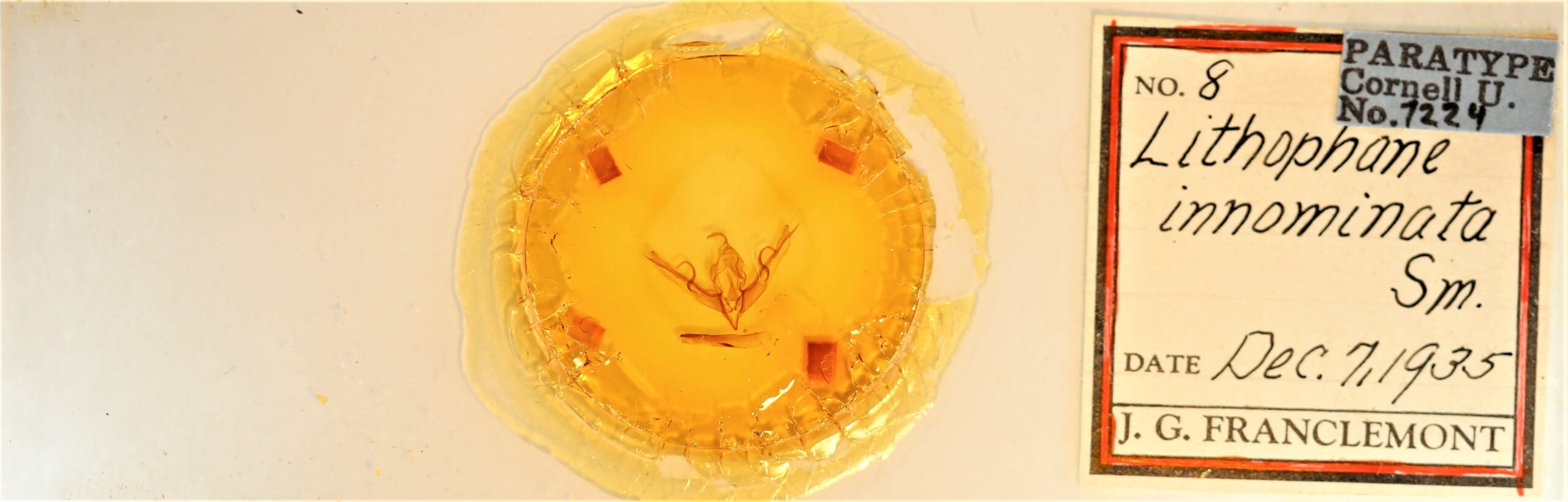 slide view of adult Lithophane innominata