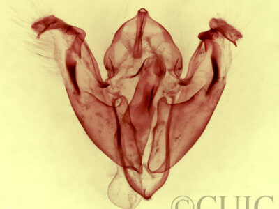 genitalia view of adult Pyreferra citrombra
