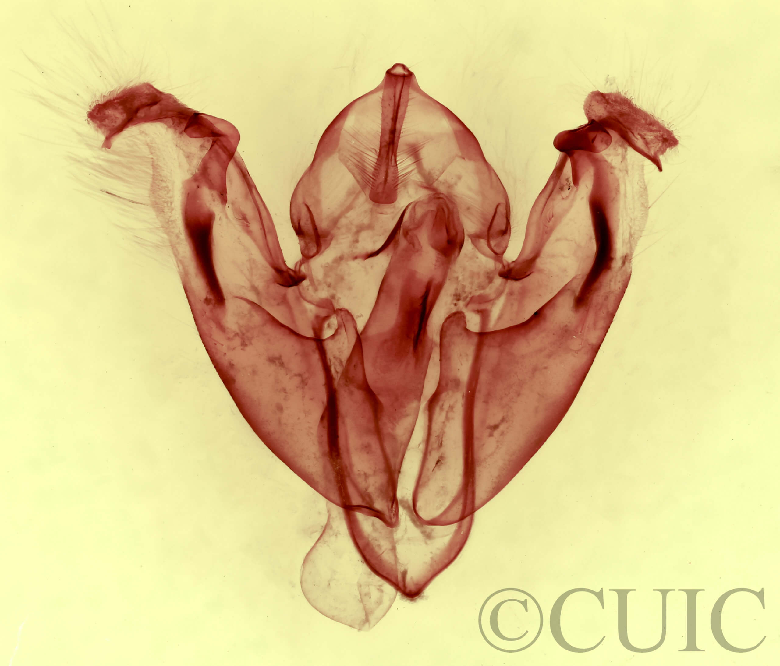 genitalia view of adult Pyreferra citrombra
