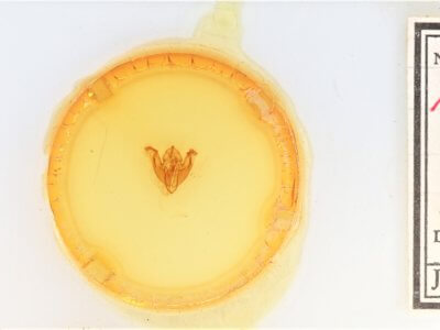 slide view of adult Pyreferra citrombra