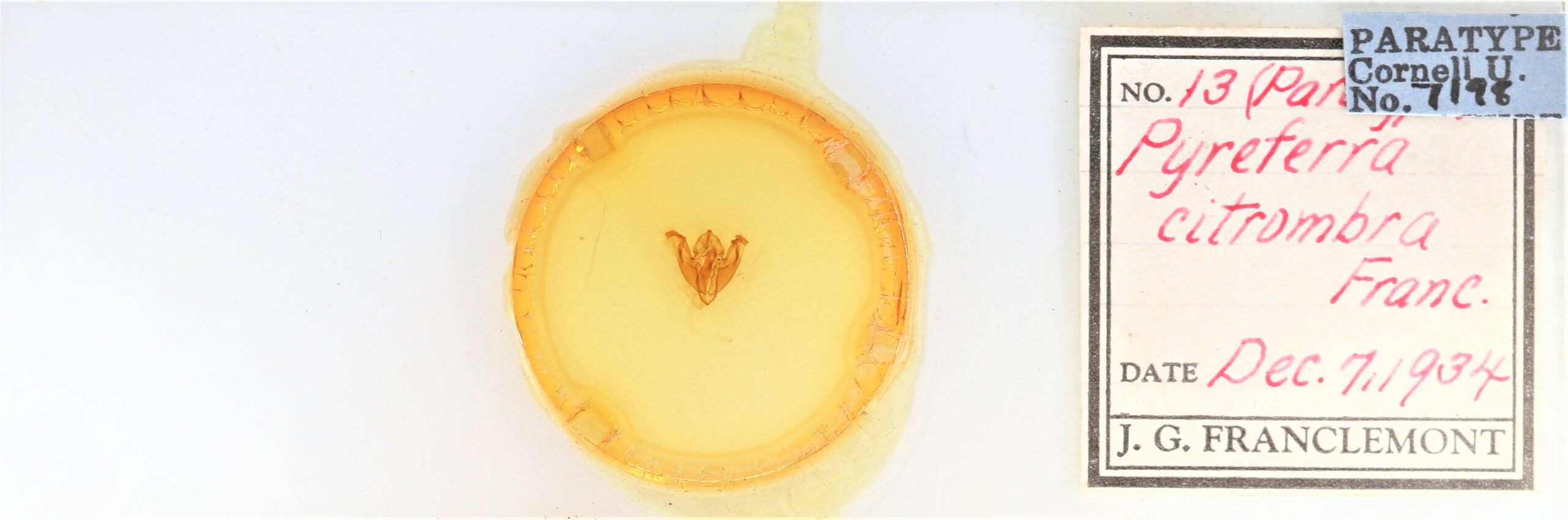 slide view of adult Pyreferra citrombra