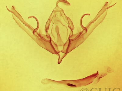 genitalia view of adult Lithophane innominata