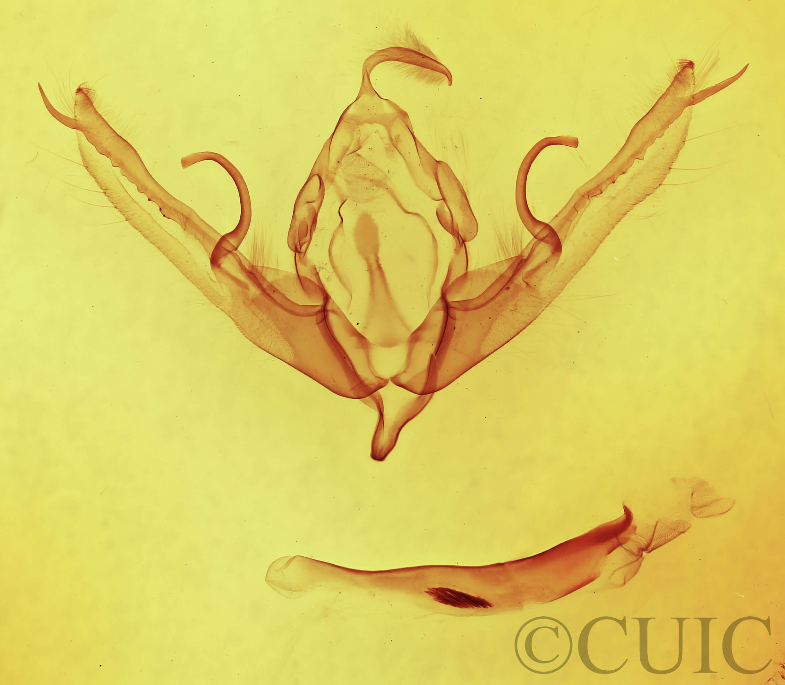 genitalia view of adult Lithophane innominata