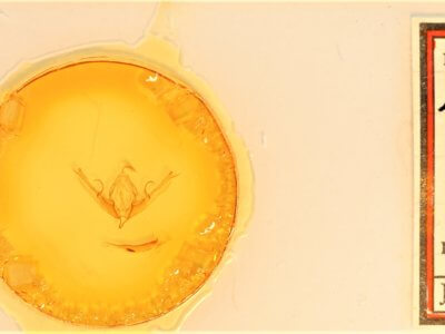 slide view of adult Lithophane innominata