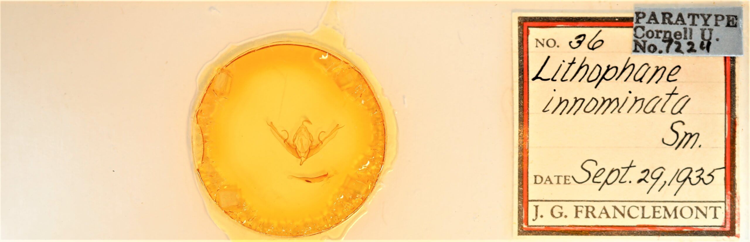 slide view of adult Lithophane innominata