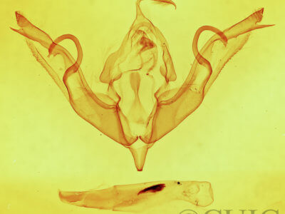 genitalia view of adult Lithophane petulca