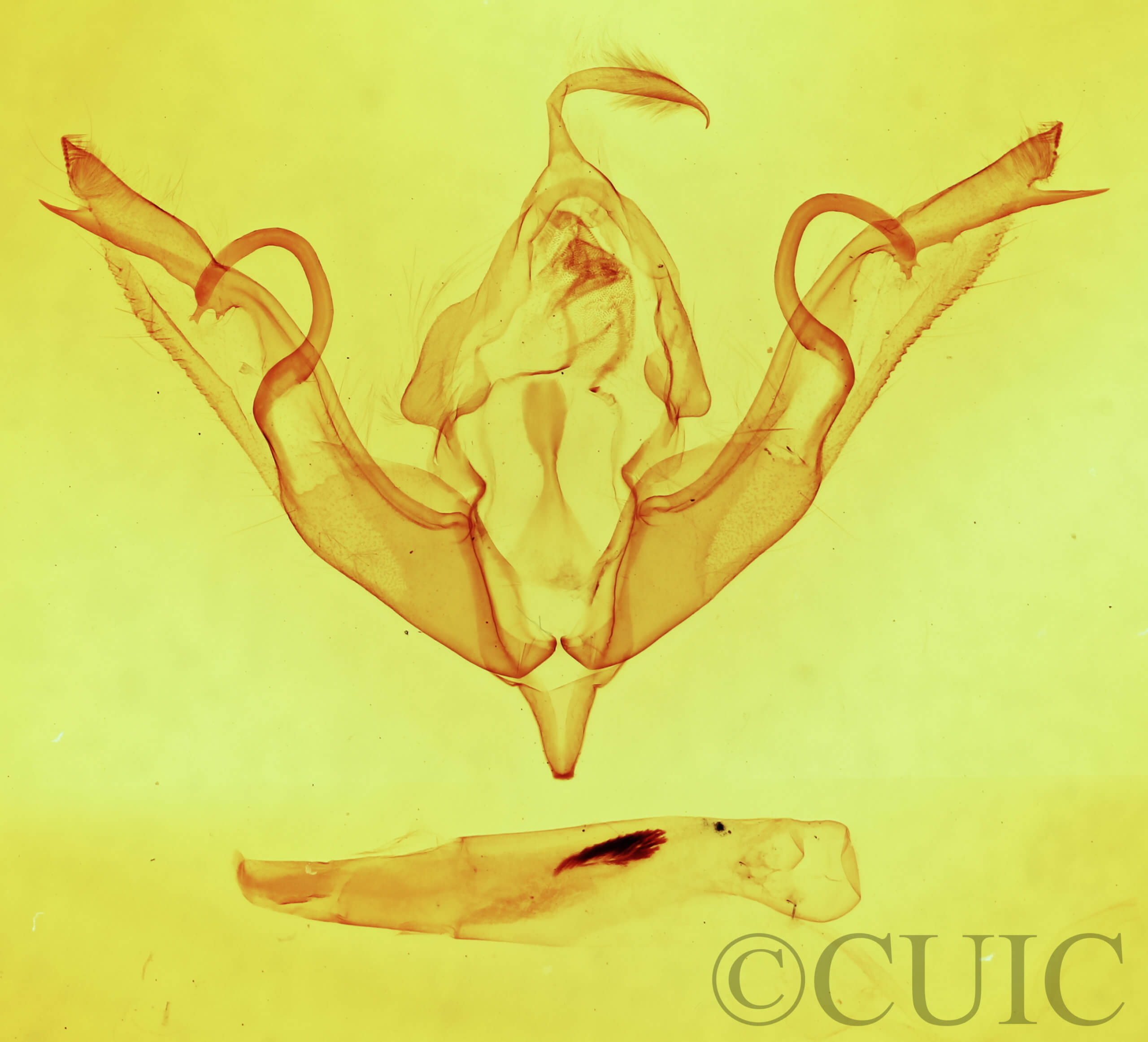 genitalia view of adult Lithophane petulca