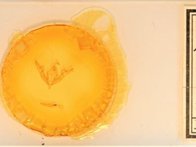 slide view of adult Lithophane petulca