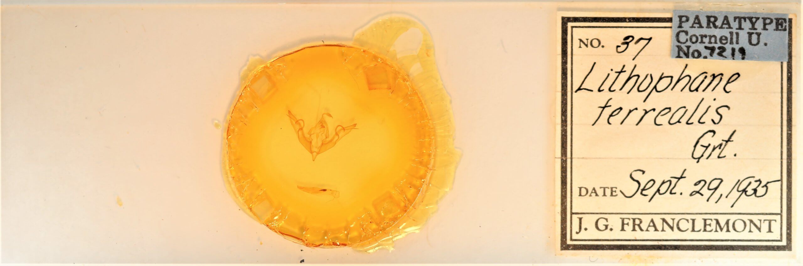 slide view of adult Lithophane petulca