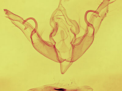 genitalia view of adult Lithophane petulca