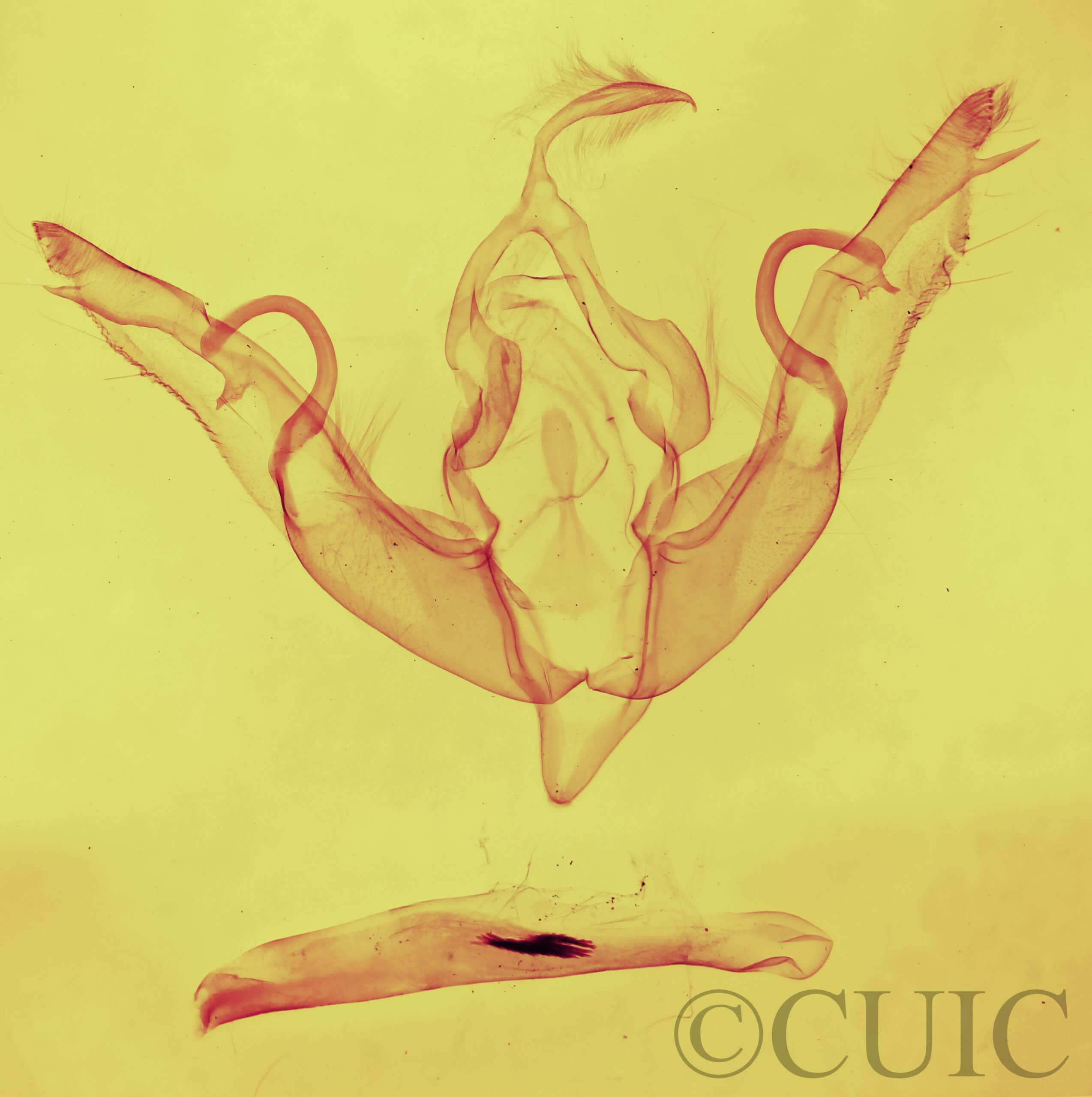 genitalia view of adult Lithophane petulca