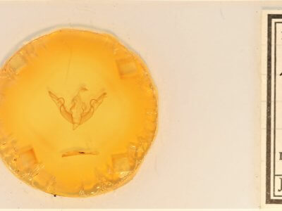 slide view of adult Lithophane petulca