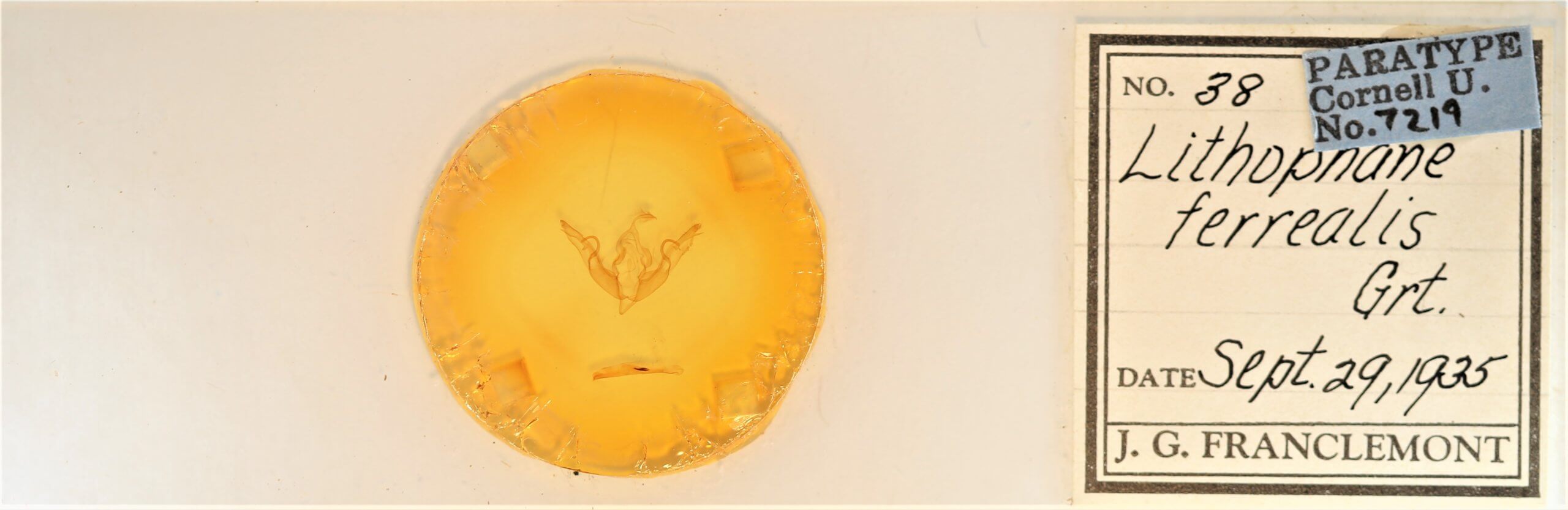 slide view of adult Lithophane petulca