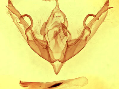 genitalia view of adult Lithophane petulca