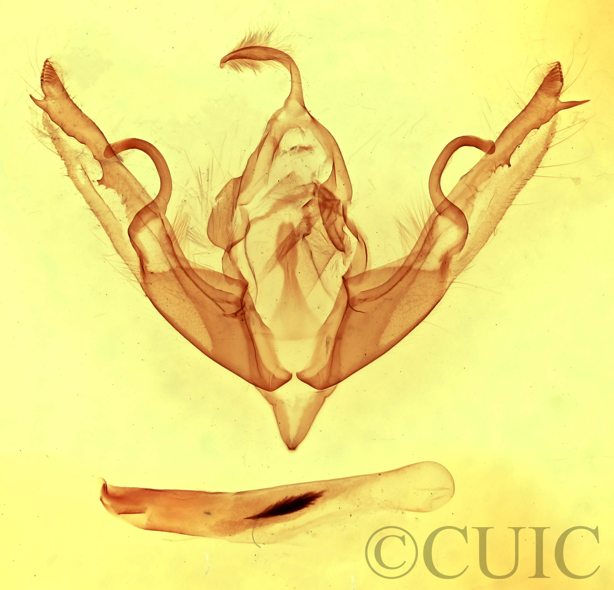 genitalia view of adult Lithophane petulca