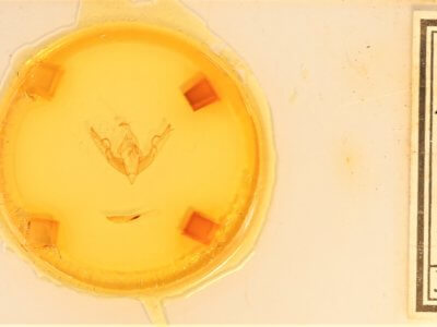 slide view of adult Lithophane petulca