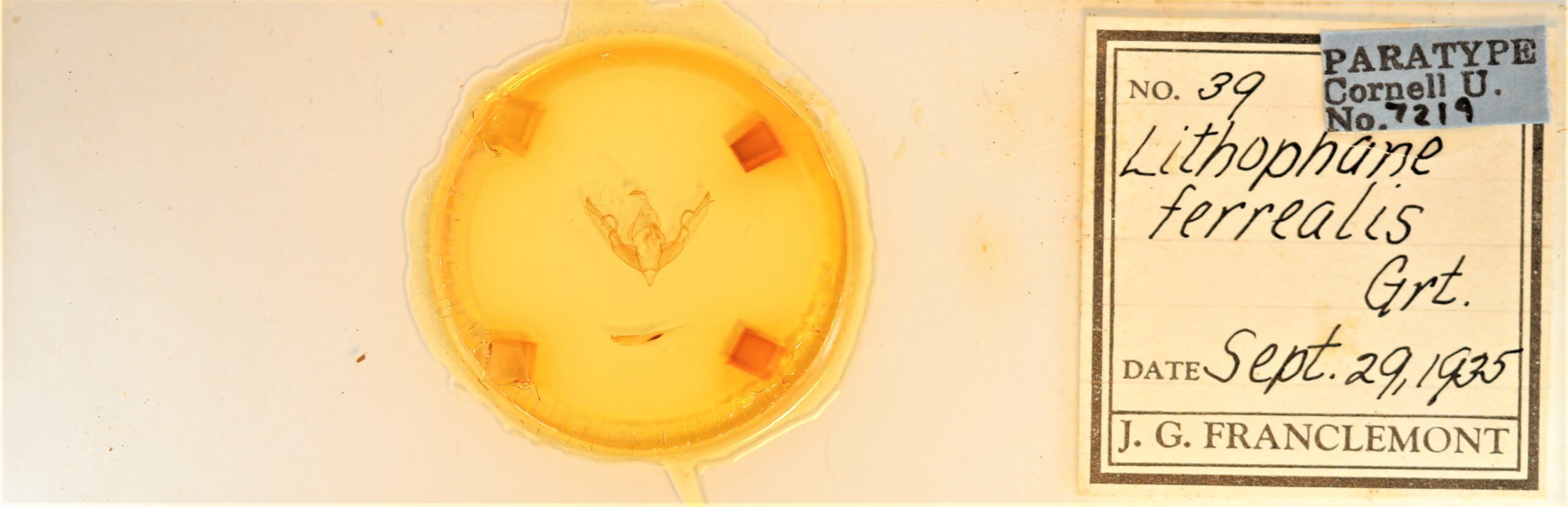 slide view of adult Lithophane petulca