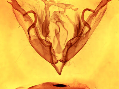 genitalia view of adult Lithophane petulca