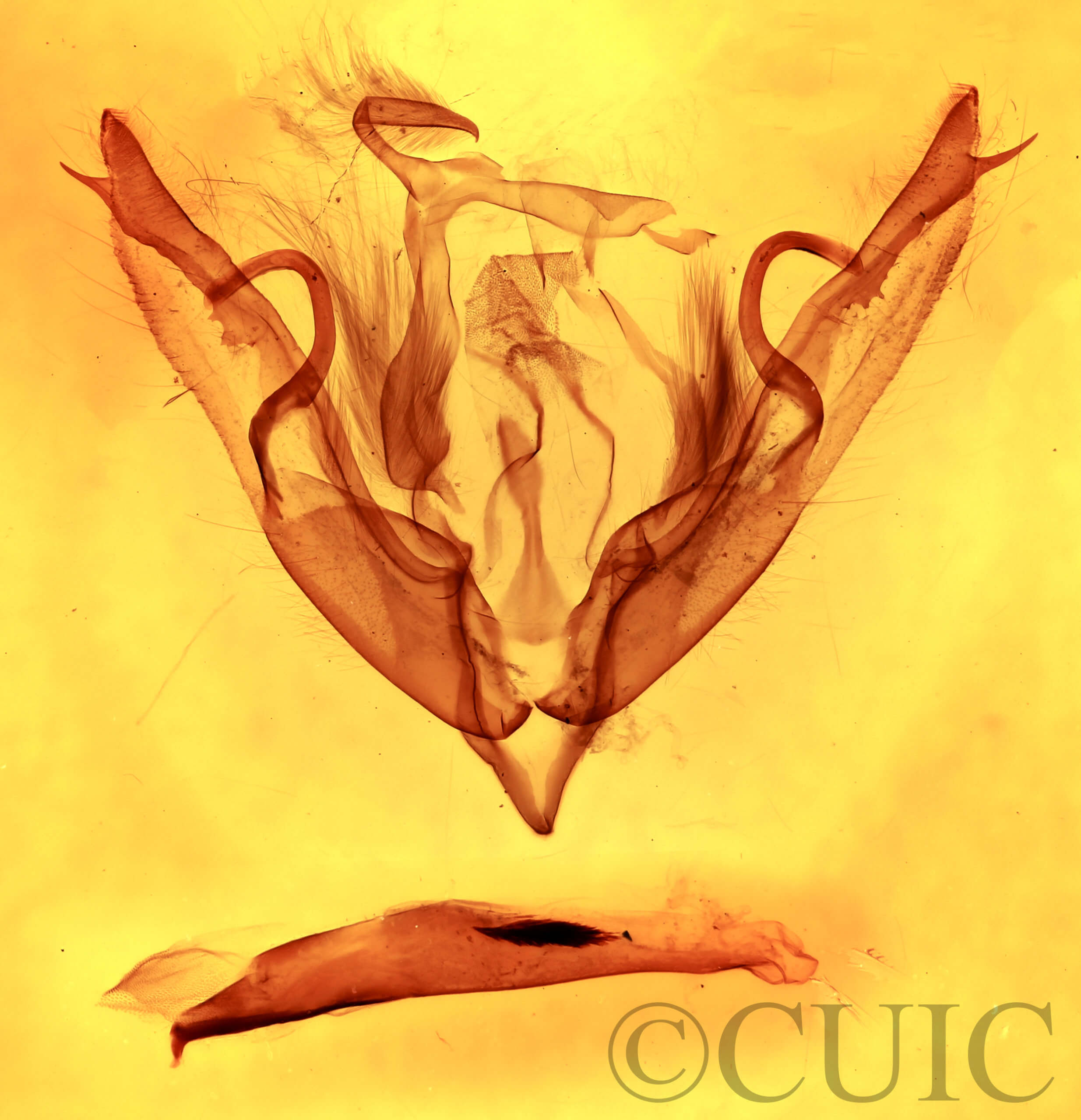 genitalia view of adult Lithophane petulca