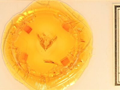 slide view of adult Lithophane petulca