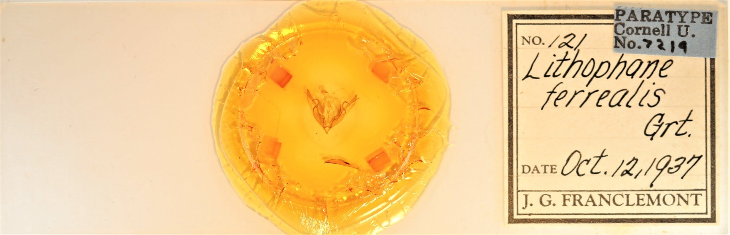 slide view of adult Lithophane petulca