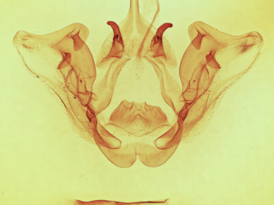 genitalia view of adult Datana perspicua