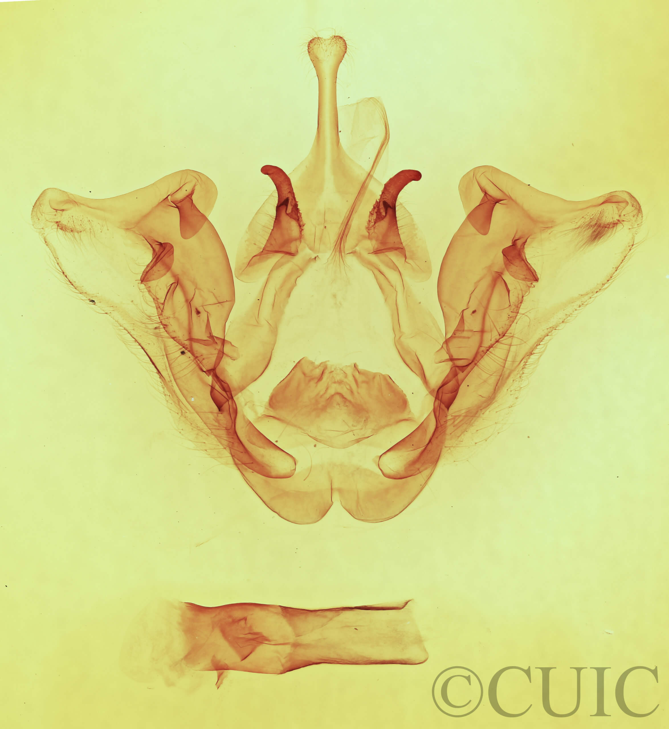 genitalia view of adult Datana perspicua